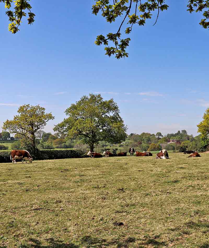 woodview cows in field